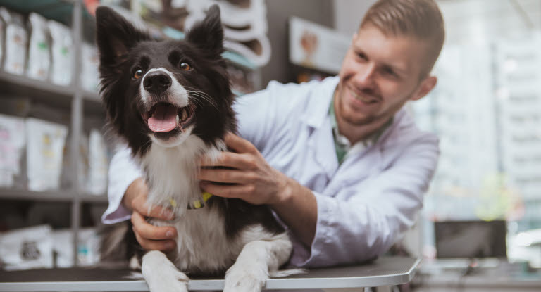 Border collie hos veterinæren