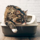 Hvis katten ikke gjør fra seg som normalt, kan det skyldes underliggende problemer. 