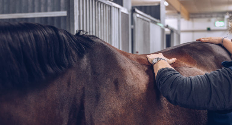 Hest i stallen blir behandlet av fysioterapeut