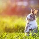 Kaninunge står oppreist i gresset