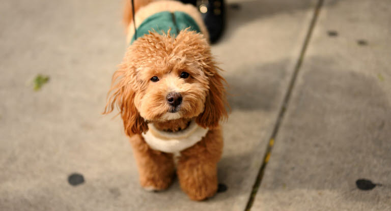 Brun hund som går tur på fortau