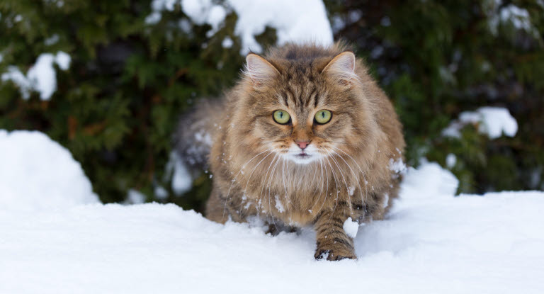 Katt som går i snø