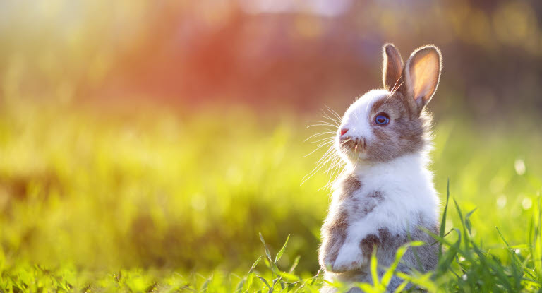 Kaninunge står oppreist i gresset