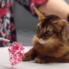 Brun katt som titter på en katteleke