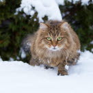 Katt som går i snø