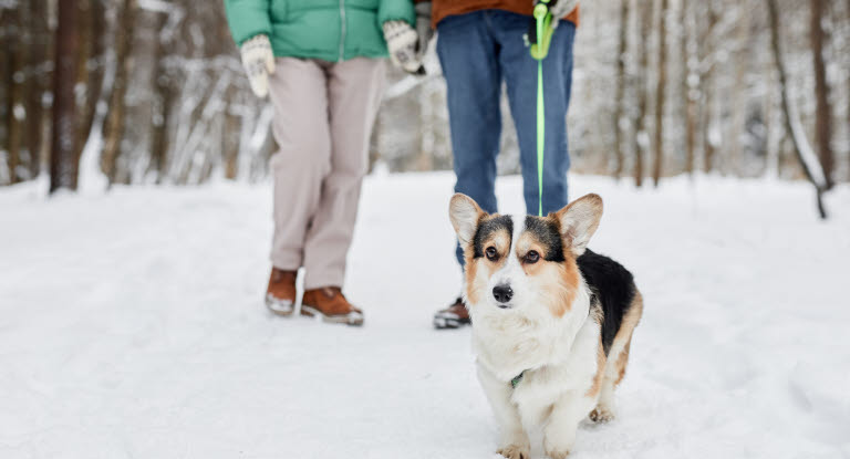 Hund på tur i vinterlandskap.