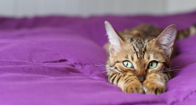 Katt som ligger i en lilla seng