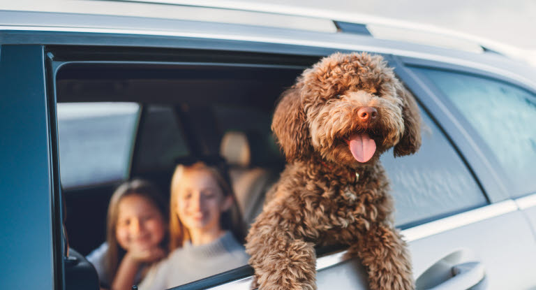 Krøllete hund som titter ut av bilvindu