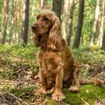 Pass på giftige sopper på tur med hunden. Her ser du en cocker spaniel på skogstur.