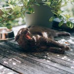 Katt på balkongen | Sommertips for deg med katt