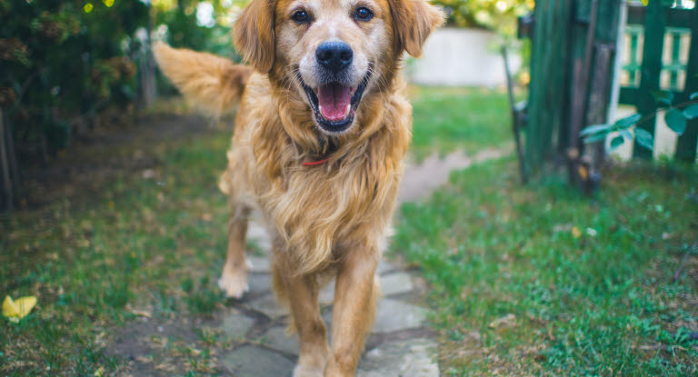 Golden retriever går ute