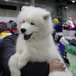 Velkommen til Dogs4All