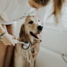 Dog being washed