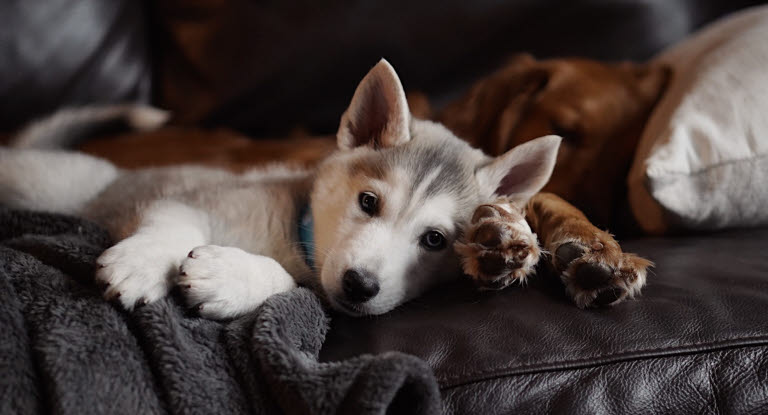 Skal du kjøpe en ny hund?