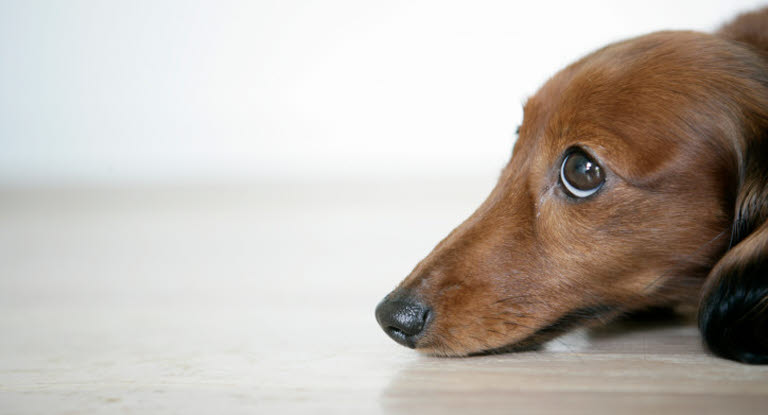 Xylitol giftig hunder - Dyreforsikring