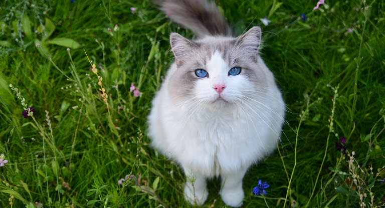 Katt på gresset