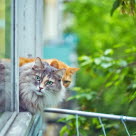 To katter titter ut av vinduet