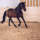 Hest under rehablitering innendørs