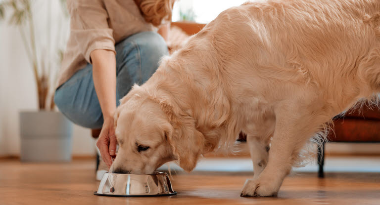 Hund som spiser fra en matskål