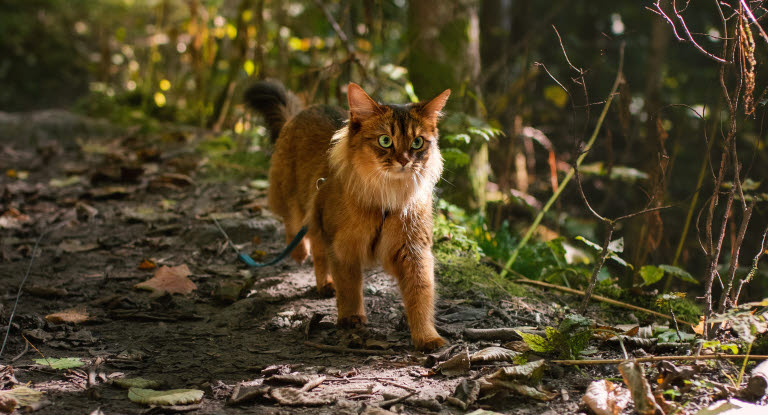Katt som går tur i skogen