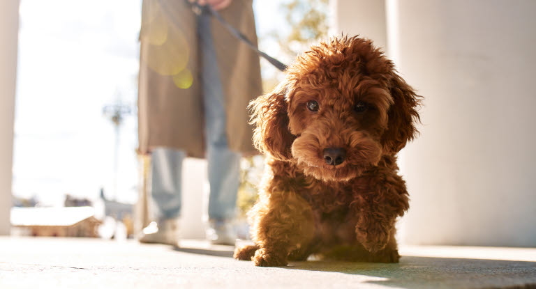 Hund og eier som står i en gang.