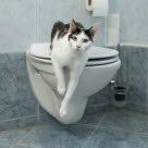 Katt på toalett