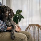 En vorstehvalp som sitter på fanget til en mann