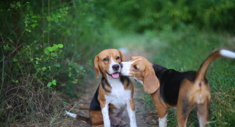 To beagles utendørs