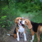 To beagles utendørs