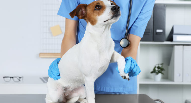 Undersøkelse av en hund som er halt