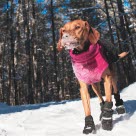 Hund i snøen med dekken og potesokker