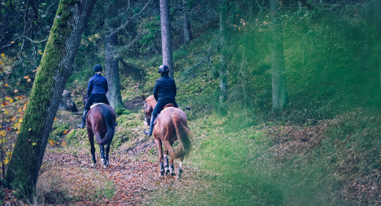 Hester rir i skogen