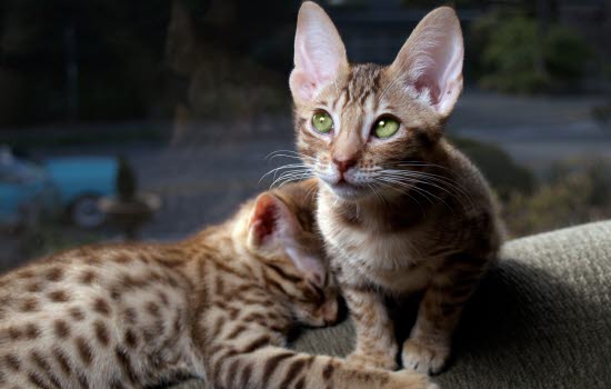 To kattunger ligger på sofa