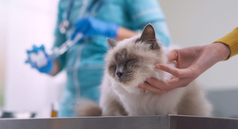 Katt hos veterinæren