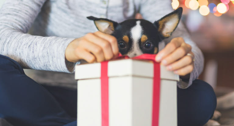 Hund som ser på en gave som blir åpnet