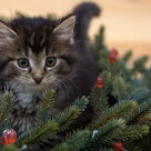 Kattunge omgitt av juledekorasjon