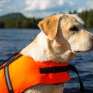 Labrador på båt med redningsvest