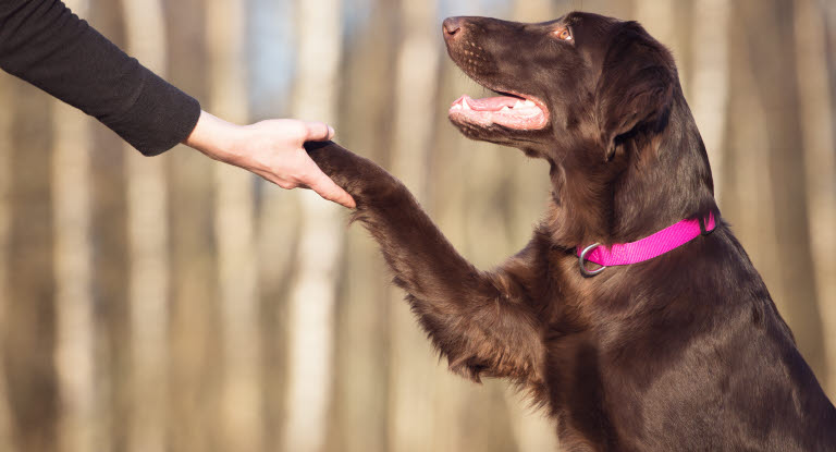 Flatcoated retriever gir labb