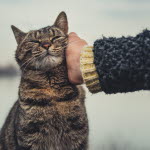 Katt utendørs blir koset med