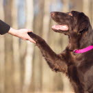 Flatcoated retriever gir labb