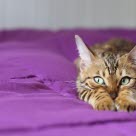 Katt som ligger i en lilla seng