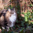 Norsk skogkatt utendørs