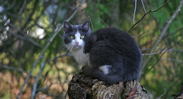 Katt i skogen
