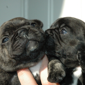 Livmorbetennelse hund Livmorbetennelse hund