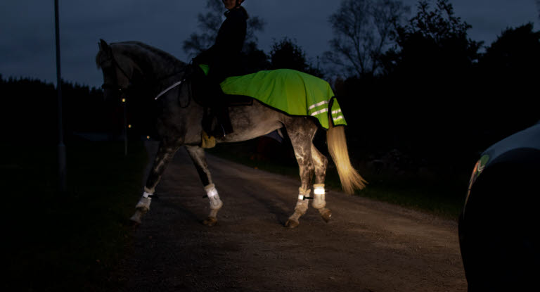 Hest med refleks i trafikken på bilvei