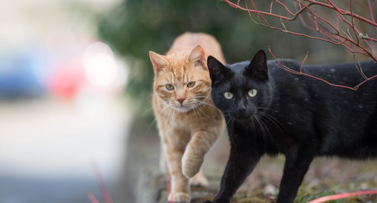 En orange og en sort katt som går ute
