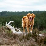 Toller i skogen