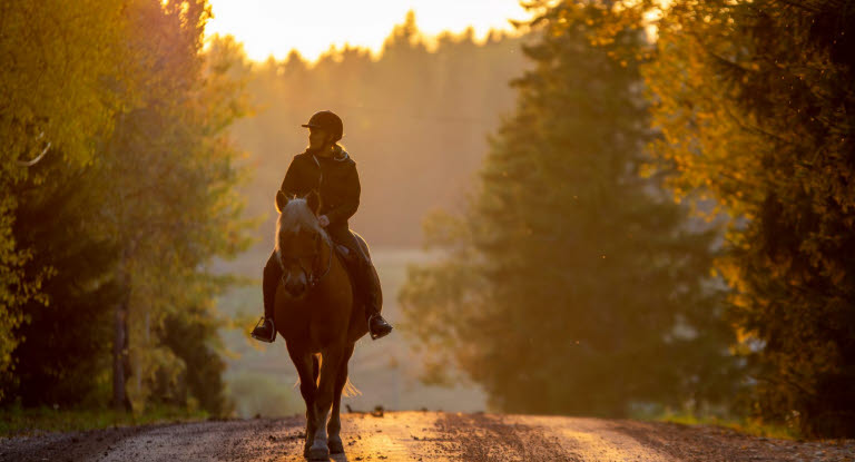 Hest og rytter på tur