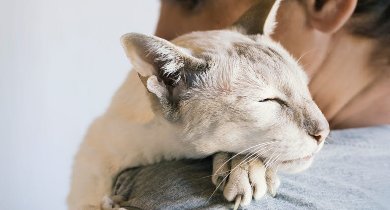 Katt som liggger over skulderen