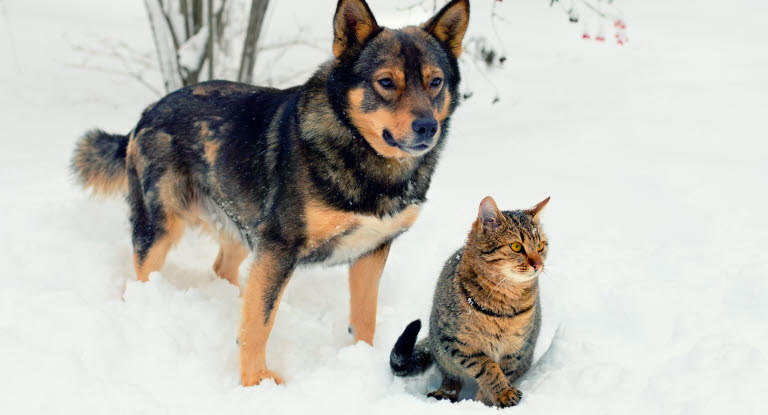Hund og katt i snøen